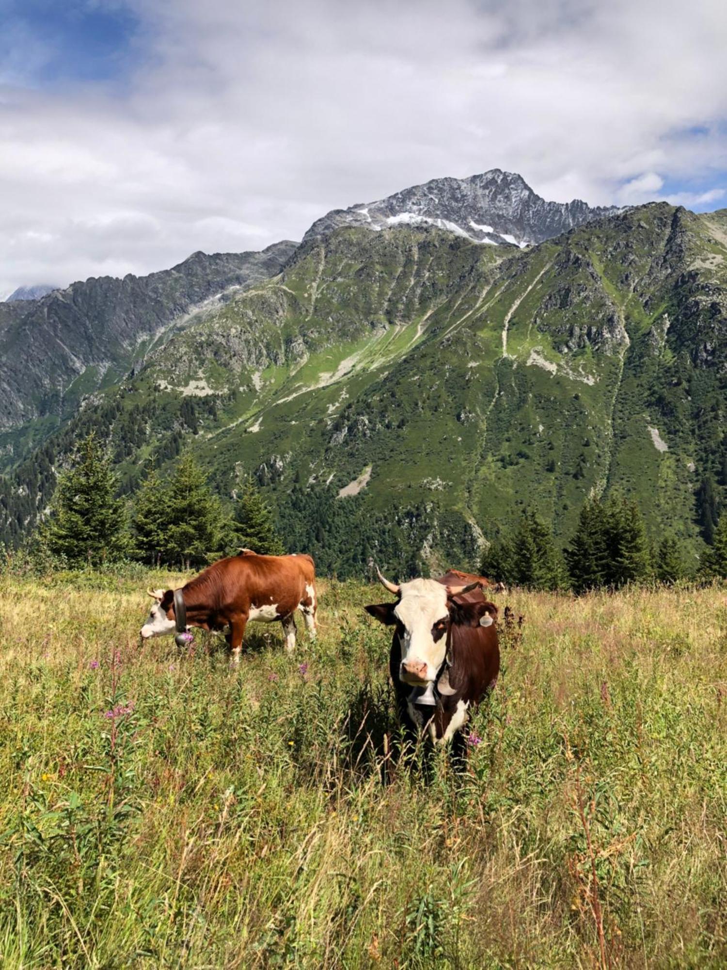 Chalet Riviere Du Bon Nant Location De 6 A 14 Personnes En Haute Savoie Saint-Gervais-les-Bains Exteriér fotografie